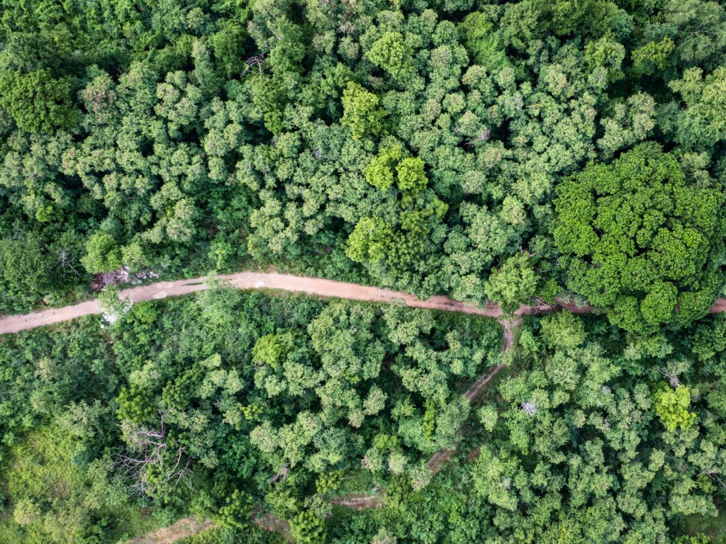 Essential Forestry Terms and&nbsp;Translations